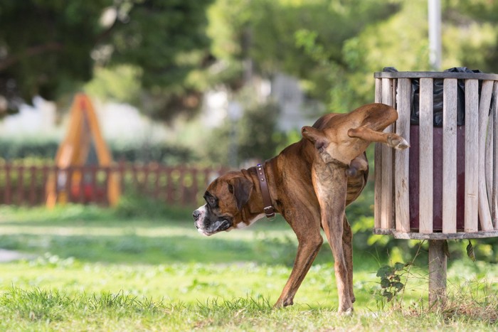 おしっこしている大型犬