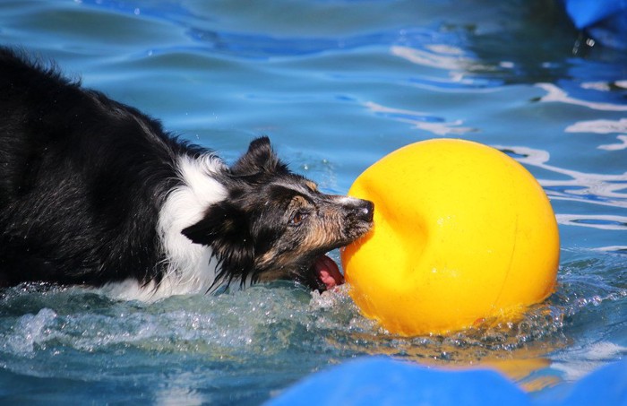 大きなボールと水遊びするボーダーコリー