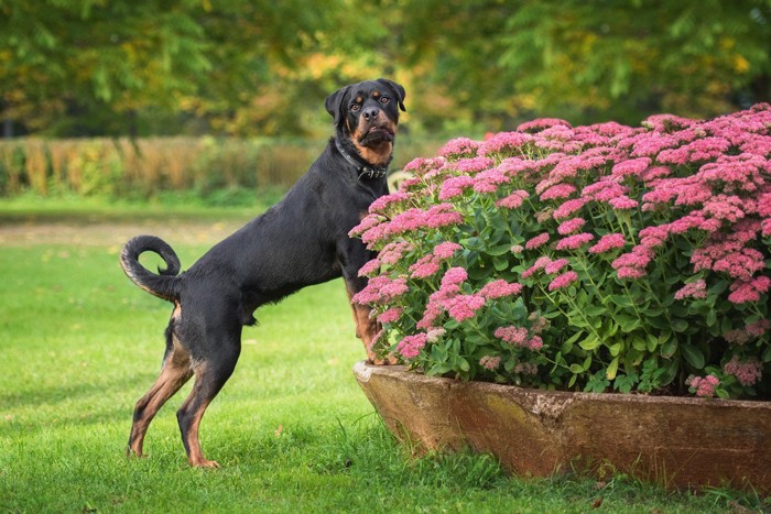 花壇に入る黒い犬