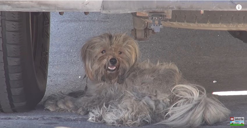 車の下に横たわる犬