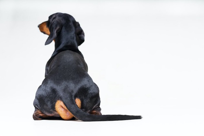 背中を向けて座っている犬