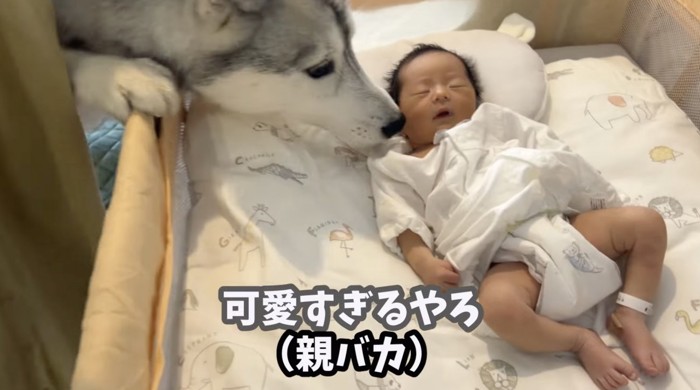 大絶賛