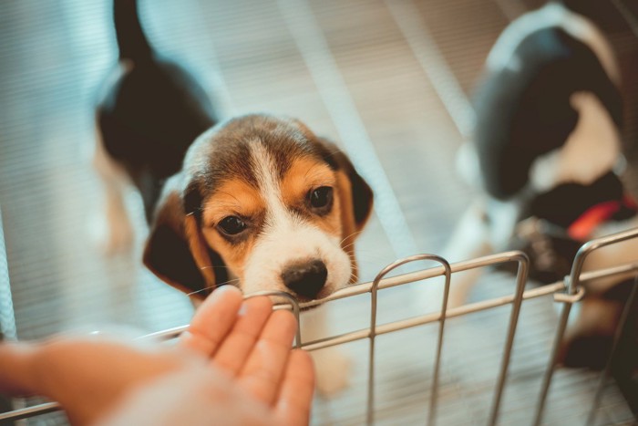 犬に手を差し伸べる