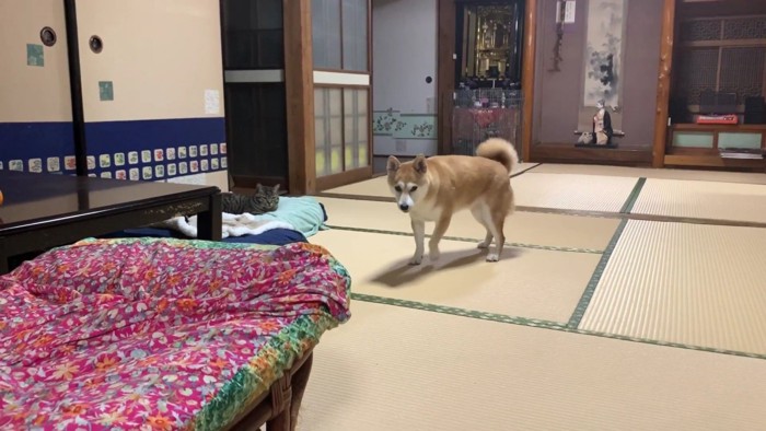 諦めたみたい！！