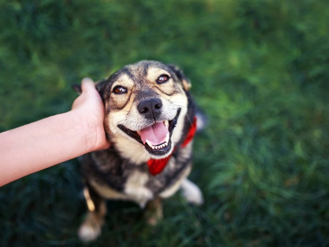 頭を撫でられて嬉しそうな犬