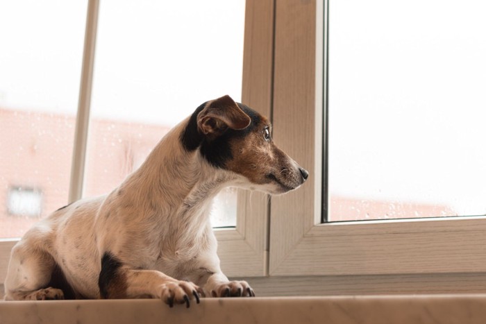 外を見る犬