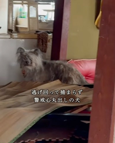 逃げ回る犬