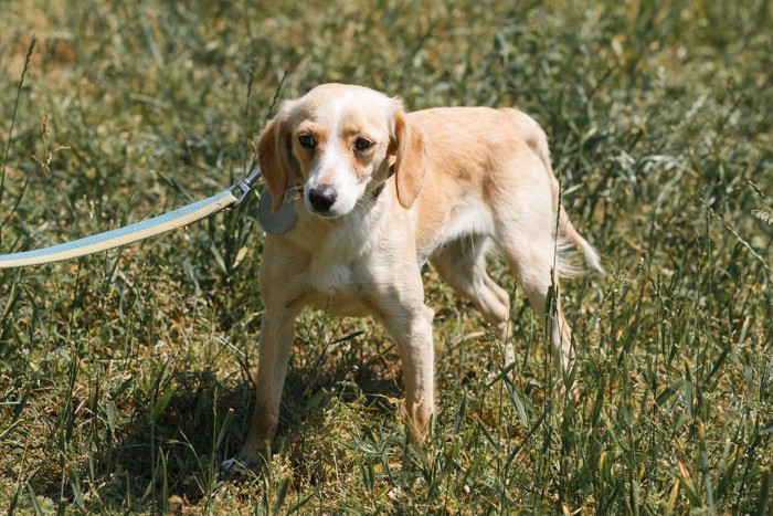 怖がって歩く犬