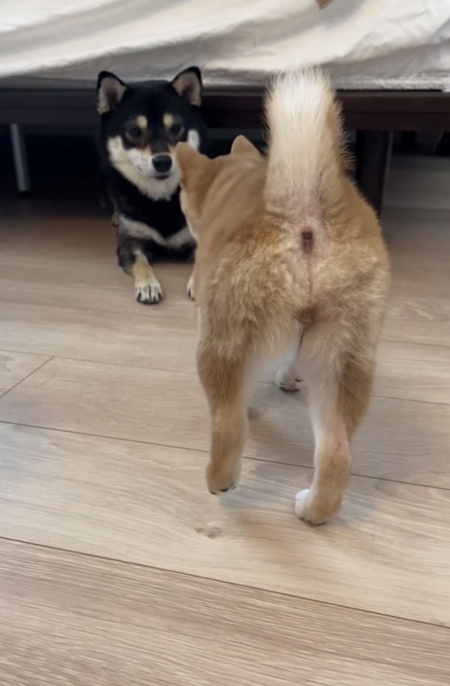 忍足の犬2