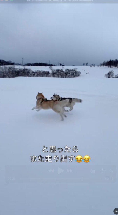 並んで雪道を走る2匹の犬