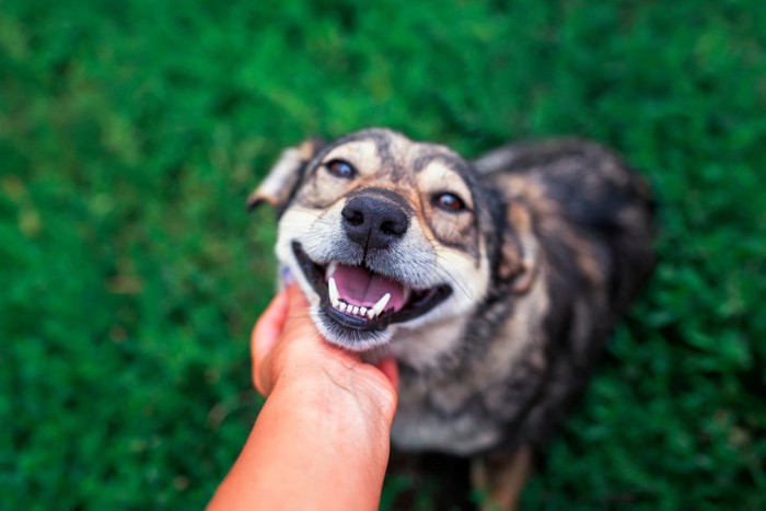 アゴを撫でられる犬