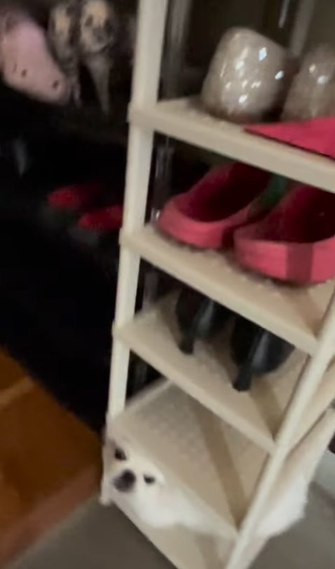 シューズラックに収まっている小型犬