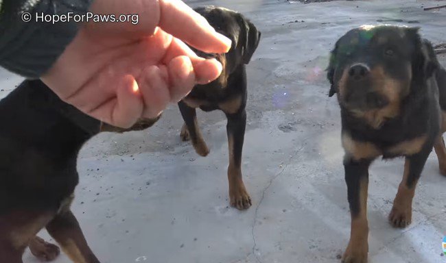 食べ物を受け取る犬たち