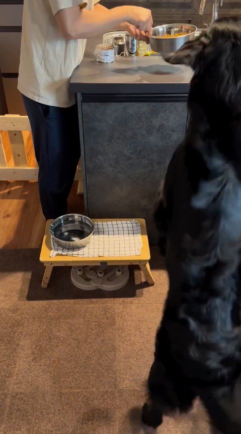 立ち上がって飼い主が持っている器を見つめる犬