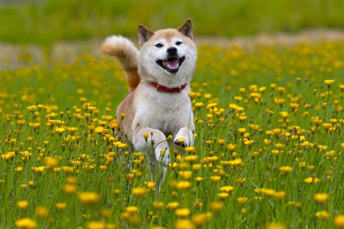 たんぽぽ畑を走り回る犬