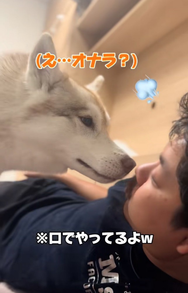 口の匂いを嗅ぐハスキー