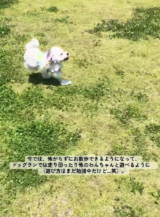 ドッグランを満喫中♪