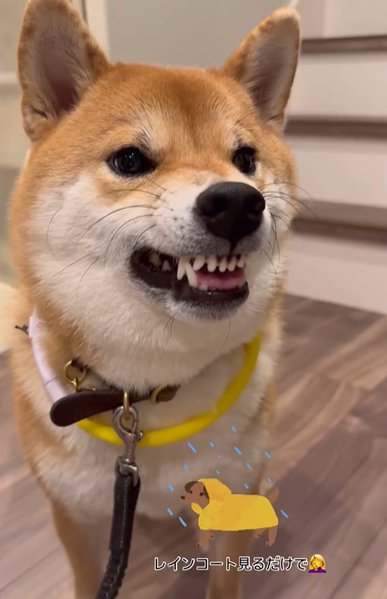 ムキ顔の柴犬