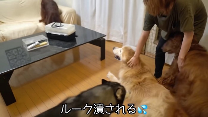 犬4頭と女性