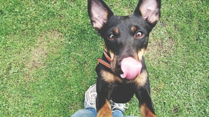 人に飛びついている犬のアップ