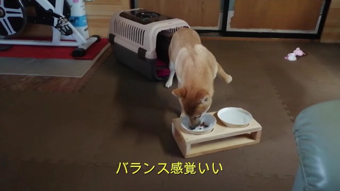 恐る恐るご飯を食べるららちゃん