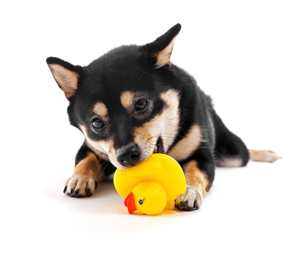 おもちゃで遊ぶ柴犬