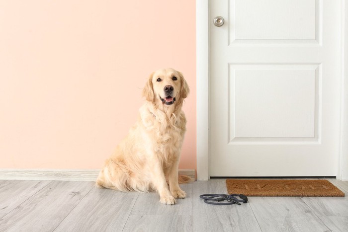 玄関でリーシュを置いて笑顔で待つ大型犬