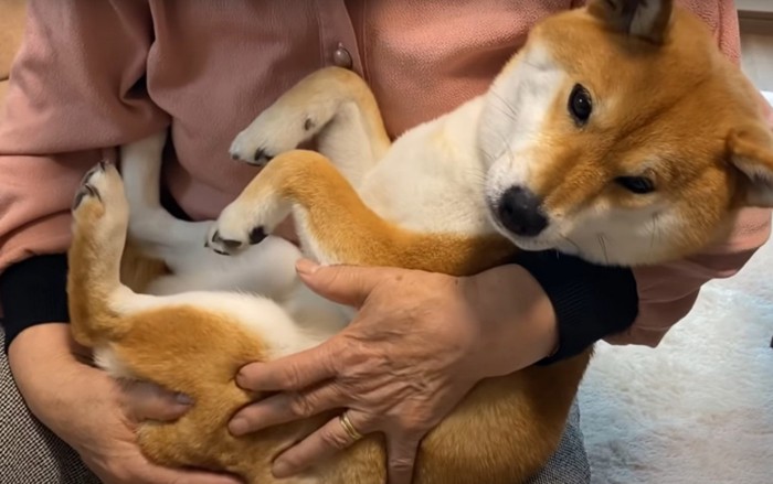 抱っこされる犬