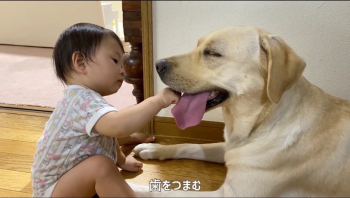 クリーム色の犬の歯をつまむ赤ちゃん