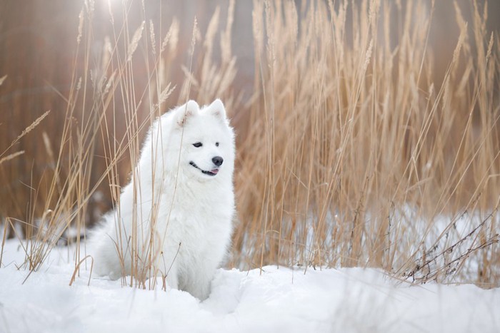 雪の中に座るサモエド犬