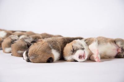 密になって眠るコーギーの幼犬