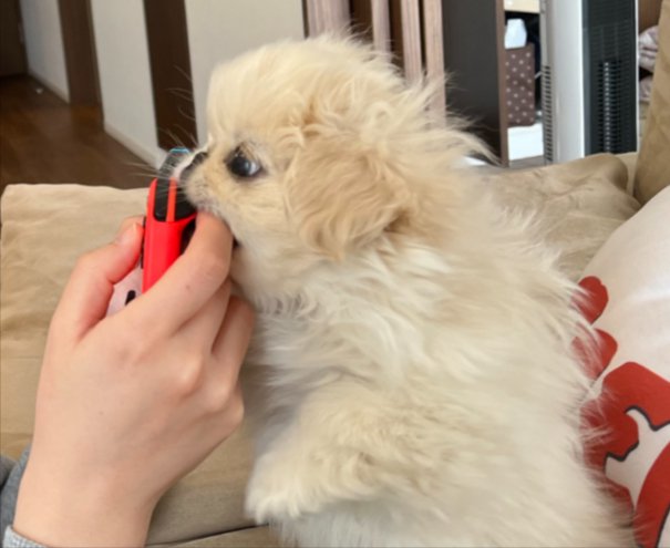 ハムッ