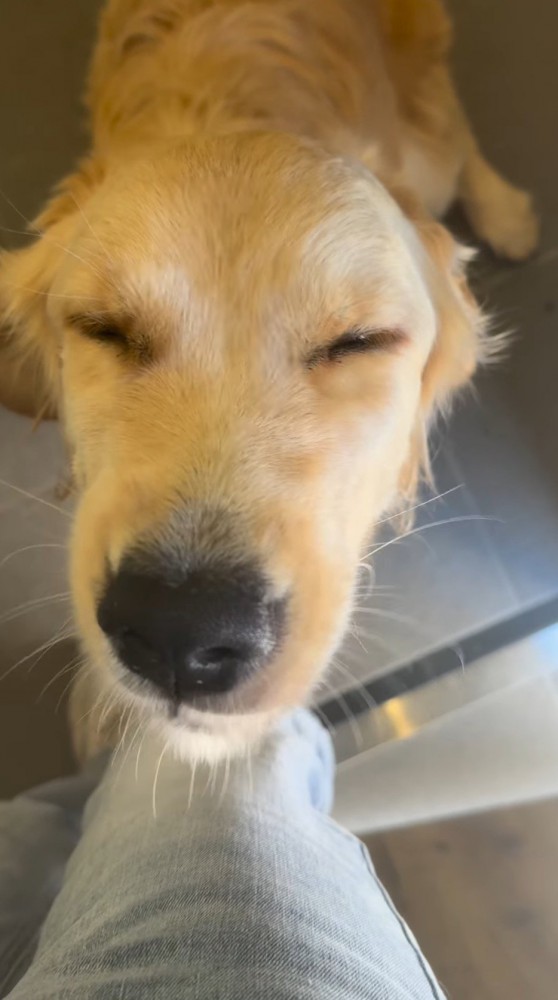 目を細くして開けたり閉じたりする犬