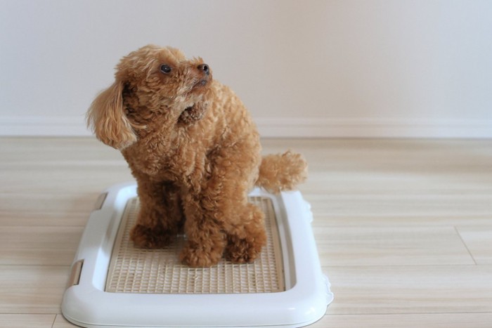 トイレにしゃがむ犬