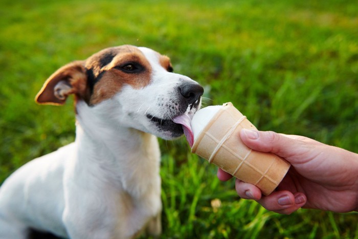 アイスを食べている犬