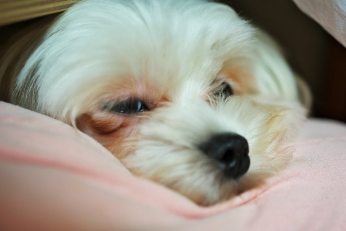 不機嫌そうな白い犬