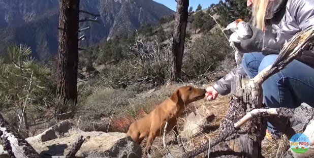 手から食べる犬