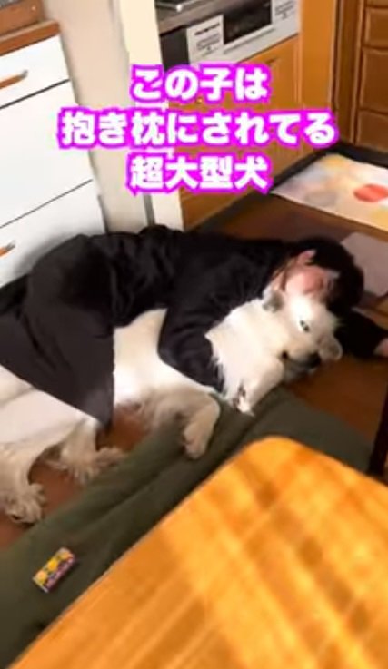 ドレミちゃんを抱き枕にする飼い主さん1