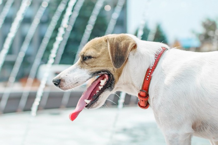 疲れた様子の犬