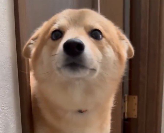 熱烈歓迎