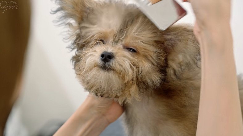 ブラッシングされる犬