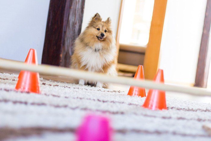 障害物の前で待っている犬