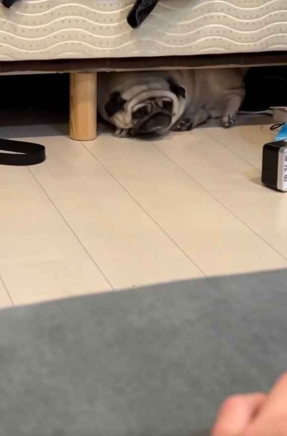 回転するしーちゃん