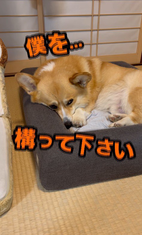 構ってもらえない時の寂しそうな表情