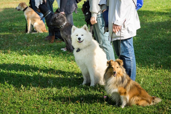 スクールに通う飼い主と犬達