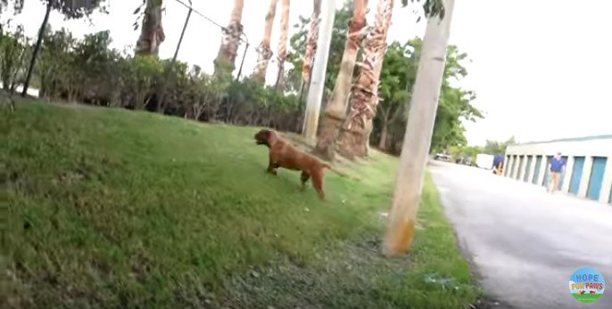 道路脇の芝生を歩く犬