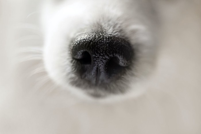 犬の黒い鼻アップ