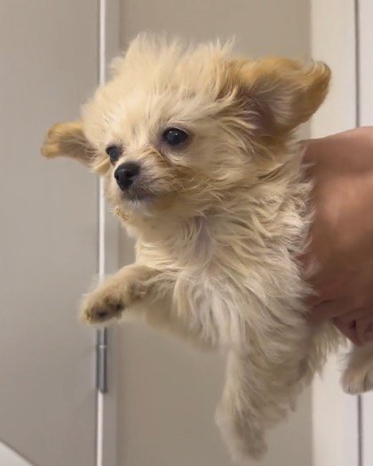 扇風機の風に当たりながら、飼い主に抱っこされて犬かきをする犬