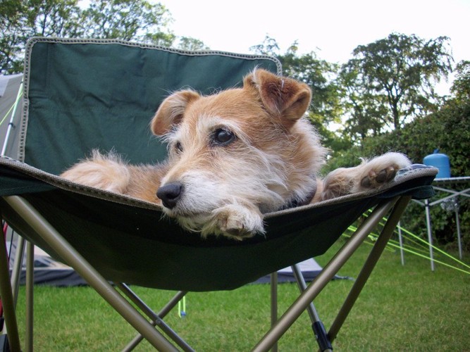 椅子の上の犬