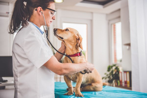 犬がホワイトチョコを食べた時の対処法